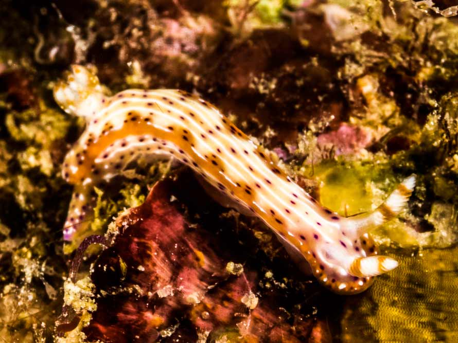 Hypselodoris maculosa